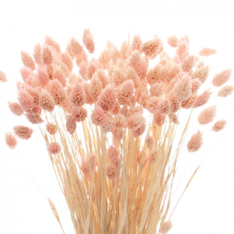Suszone kwiaty Ozdoba na tort Suszki Phalaris jasnoróżowy 25 gałązek