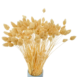 Suszone kwiaty Ozdoba na tort Suszki Phalaris bielony 25 gałązek