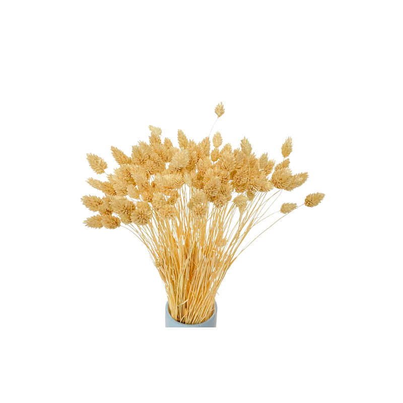 Suszone kwiaty Ozdoba na tort Suszki Phalaris bielony 25 gałązek