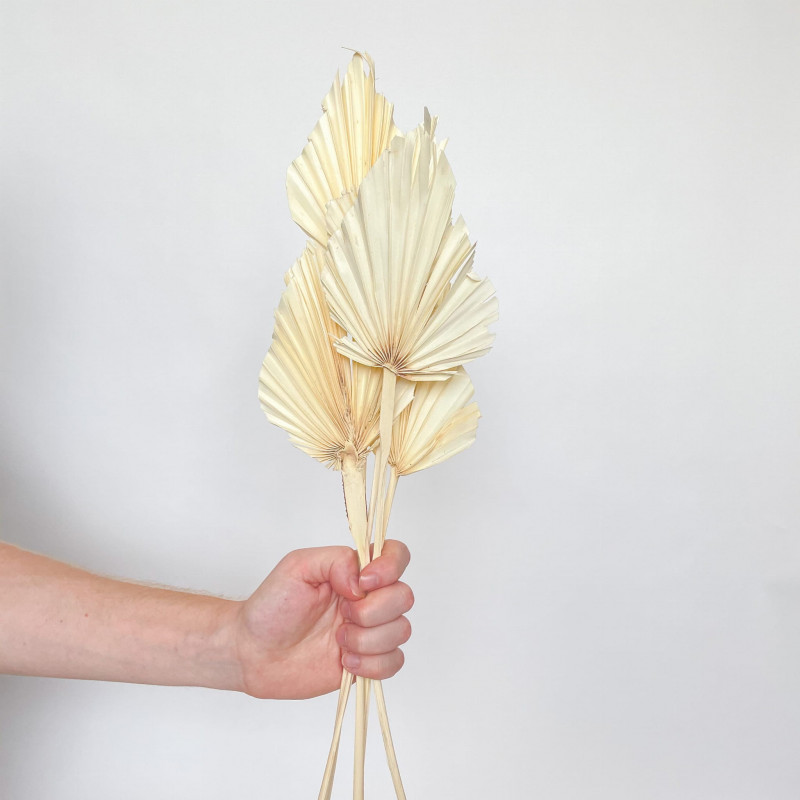Suszone kwiaty Ozdoba na tort Suszki Palma Strzałka bielona 1 szt