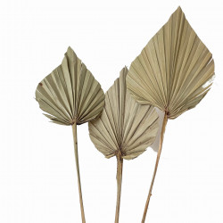 Suszone kwiaty Ozdoba na tort Suszki PALMA STRZAŁKA naturalna 1 szt