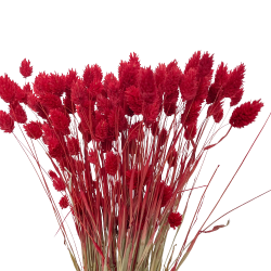 Getrocknete Blumen Kuchendekoration Dosen PHALARIS rot 25 Zweige