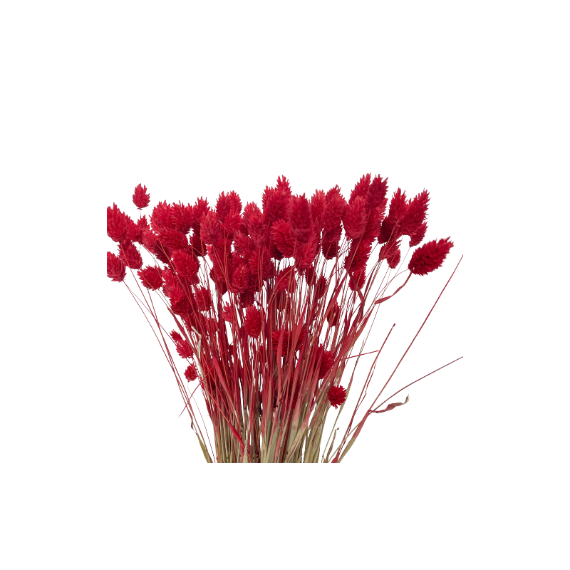 Suszone kwiaty Ozdoba na tort Suszki PHALARIS czerwony 25 gałązek