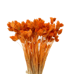 Getrocknete Blumen Kuchendekoration Dosen PHALARIS orange 25 Zweige