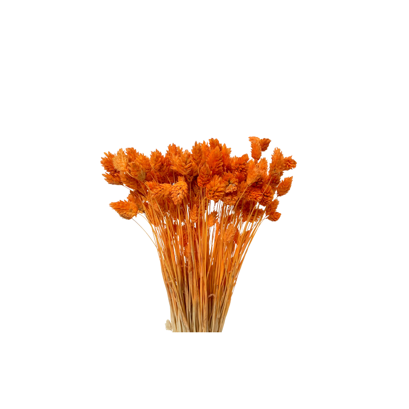 Suszone kwiaty Ozdoba na tort Suszki PHALARIS pomarańczowy 25 gałązek