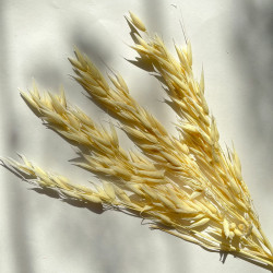 Sušené kvety Dekorácia na tortu Sušené kvety Bielené OVSENÉ VLOČKY 20 vetvičiek