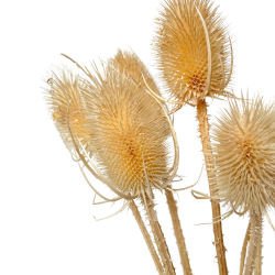 Topper LOVE - gold Tortendeko