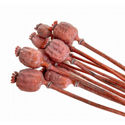 Szárított virágok Tortadísz Szárított virágok Rózsaszín MÁKOS CSÉSZÉK 3 ág
