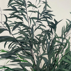 Suszone kwiaty Suszki Eukaliptus Nikoli zielony