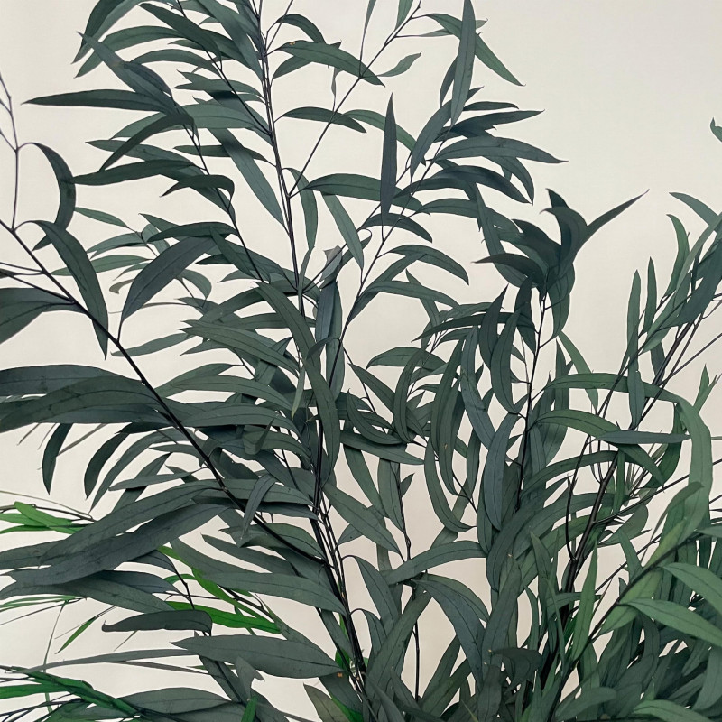 Suszone kwiaty Suszki Eukaliptus Nikoli zielony