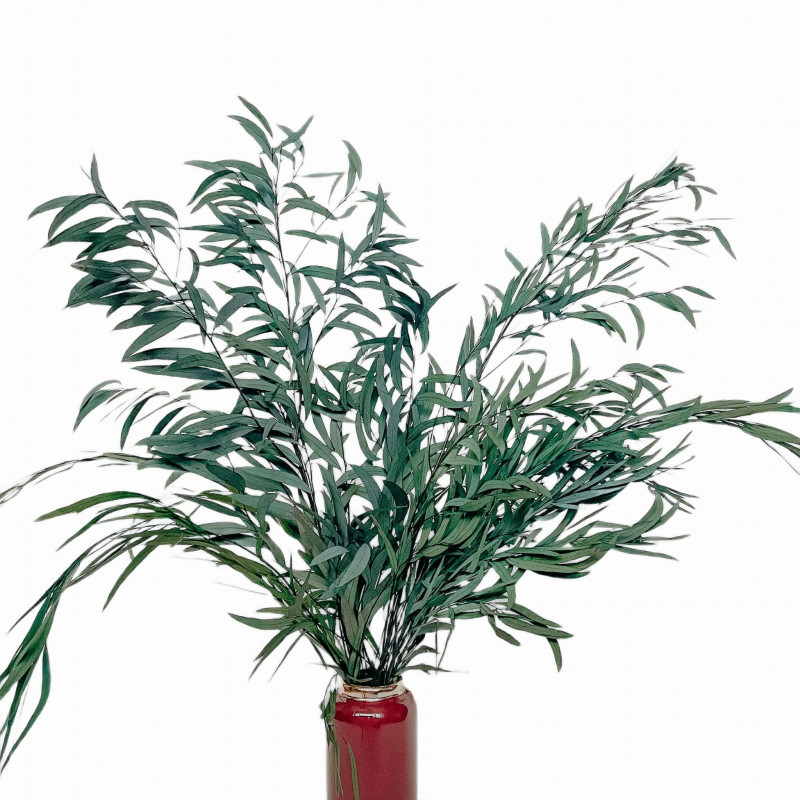 Suszone kwiaty Suszki Eukaliptus Nikoli zielony