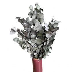 Sušené květiny Sušené EUCALYPTUS CINEREA ojíněné