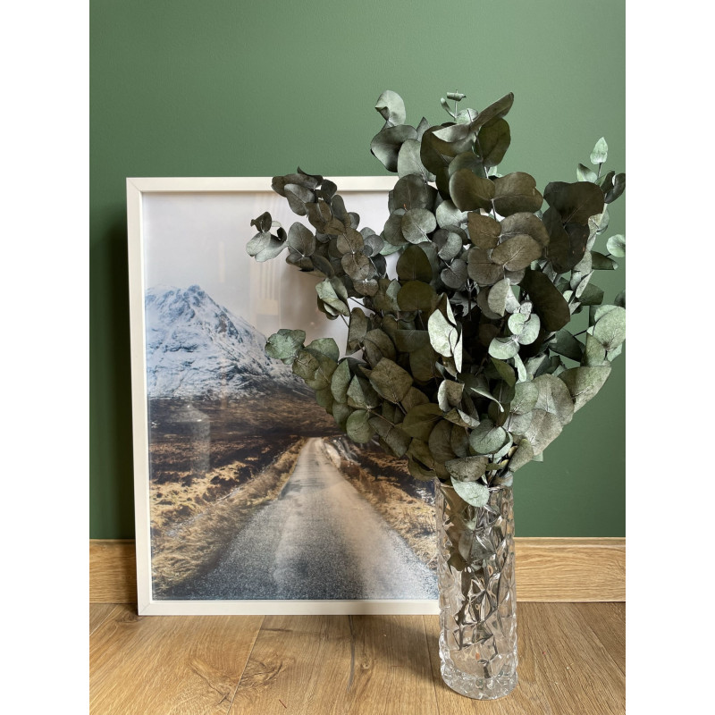 Szárított virágok EUCALYPTUS CINEREA matt
