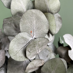 Dried flowers Dried EUCALYPTUS CINEREA frosted