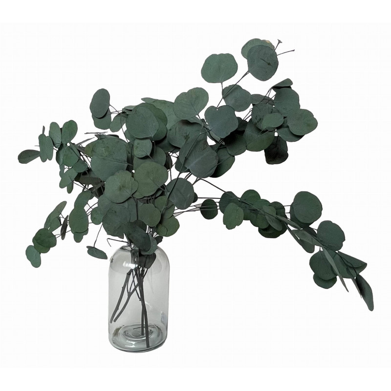 Suszone kwiaty Suszki EUKALIPTUS POPULUS