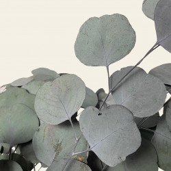 Getrocknete Blüten EUKALIPTUS POPULUS Getrocknete Blüten EUKALIPTUS POPULUS