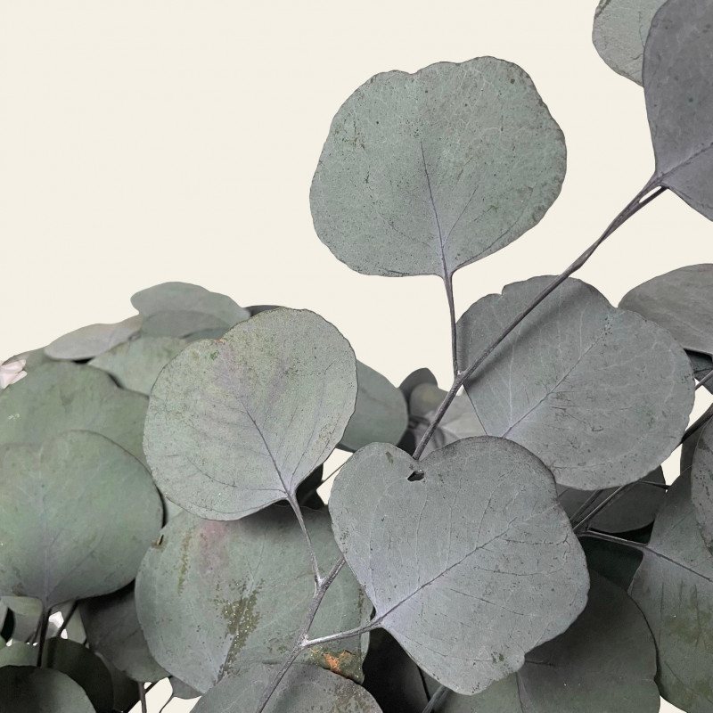 Getrocknete Blüten EUKALIPTUS POPULUS