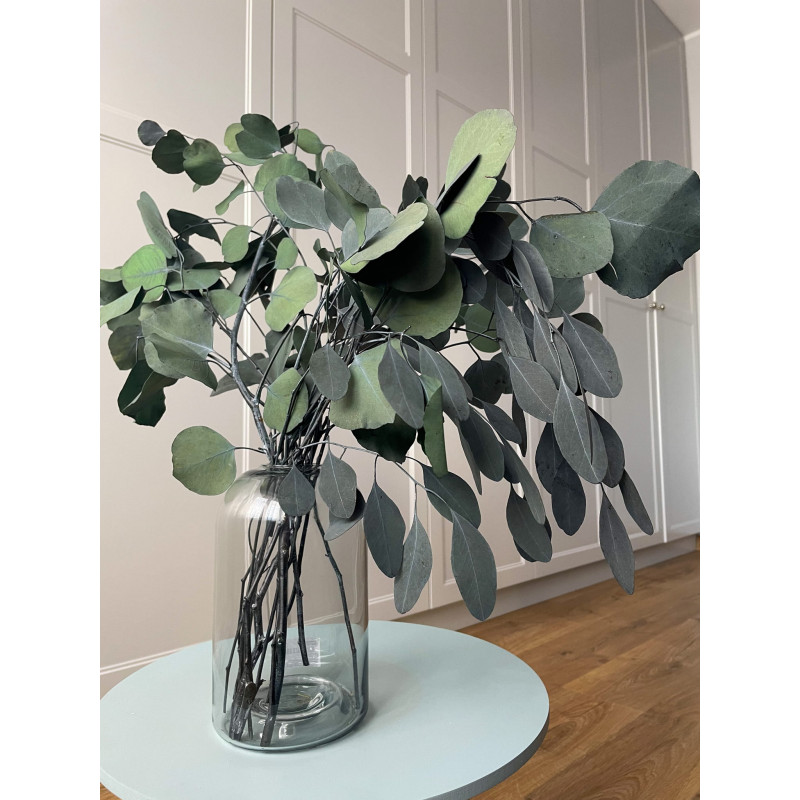 Szárított virágok EUCALYPTUS POPULUS