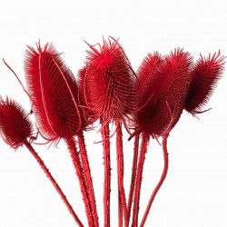 Suszone kwiaty Ozdoba na tort Suszki Oset czerwony 2 gałązki