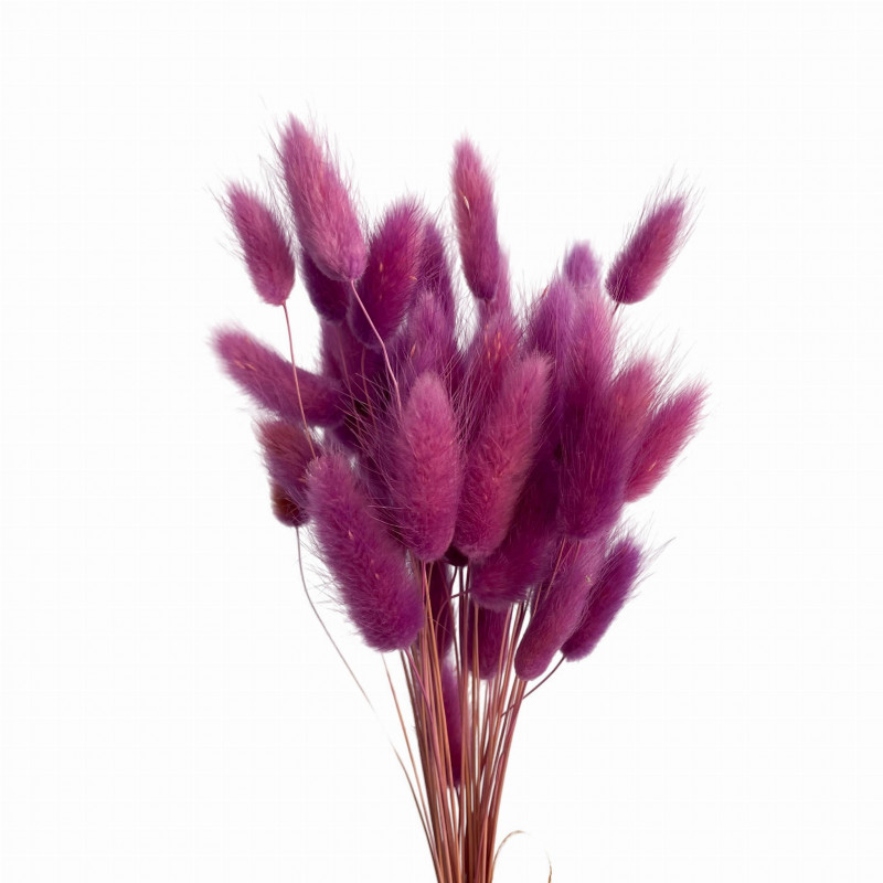 Suszone kwiaty Ozdoba na tort Suszki LAGURUS fiolet Milka 40 gałązek