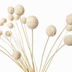 Suszone kwiaty Ozdoba na tort Suszki Kraspedia biała 3 gałązki