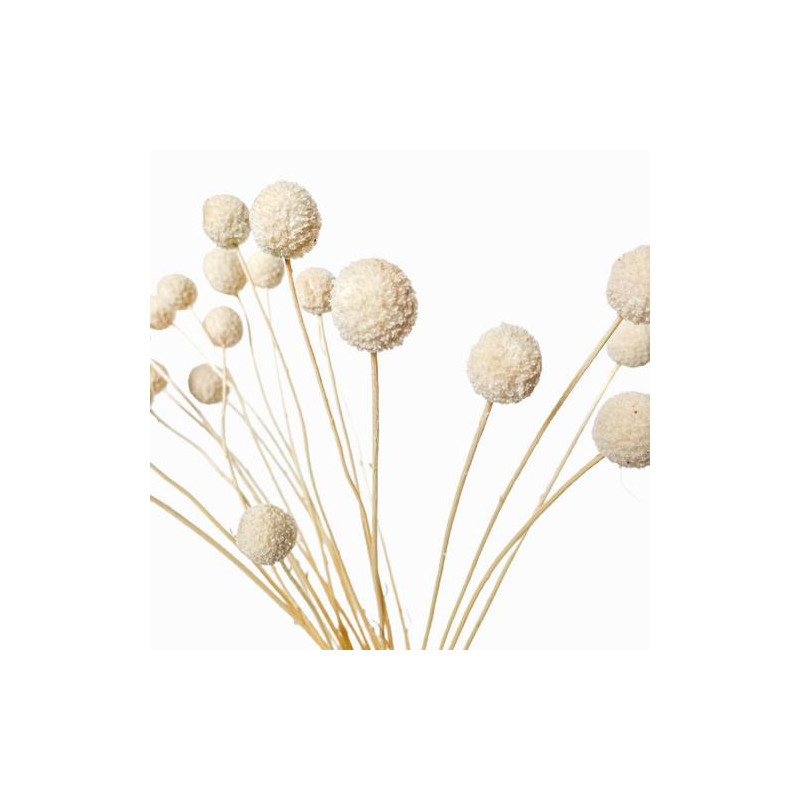 Suszone kwiaty Ozdoba na tort Suszki Kraspedia biała 3 gałązki