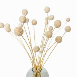 Suszone kwiaty Ozdoba na tort Suszki Kraspedia biała 3 gałązki