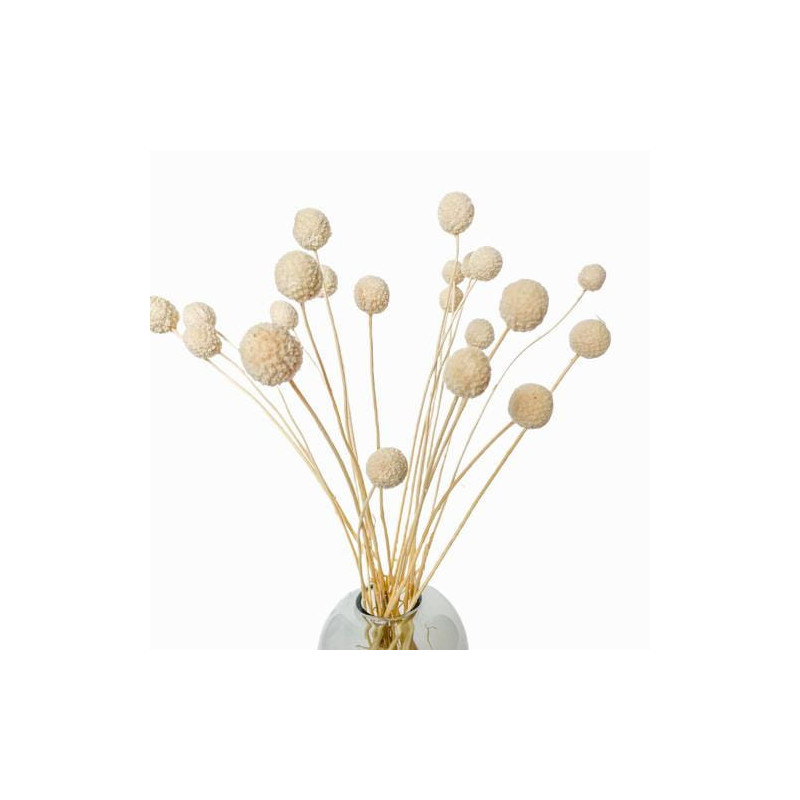 Suszone kwiaty Ozdoba na tort Suszki Kraspedia biała 3 gałązki