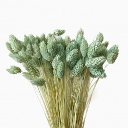 Suszone kwiaty Ozdoba na tort Suszki PHALARIS miętowy 25 gałązek