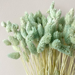 Suszone kwiaty Ozdoba na tort Suszki PHALARIS miętowy 25 gałązek