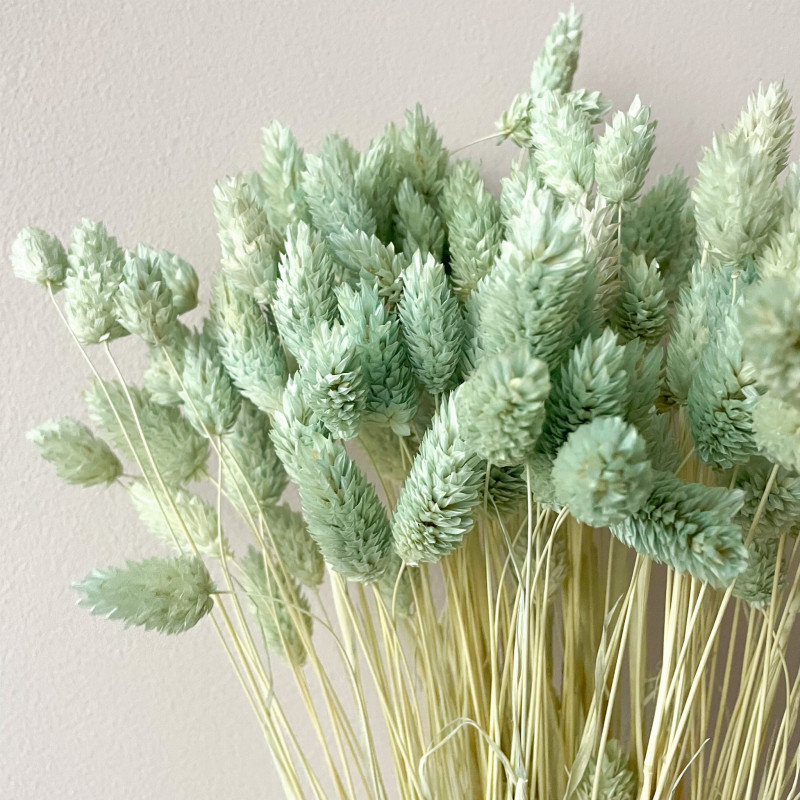 Suszone kwiaty Ozdoba na tort Suszki PHALARIS miętowy 25 gałązek