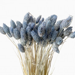 Suszone kwiaty Ozdoba na tort Suszki PHALARIS niebieski denim 25 gałązek