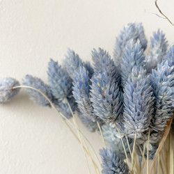 Suszone kwiaty Ozdoba na tort Suszki PHALARIS niebieski denim 25 gałązek
