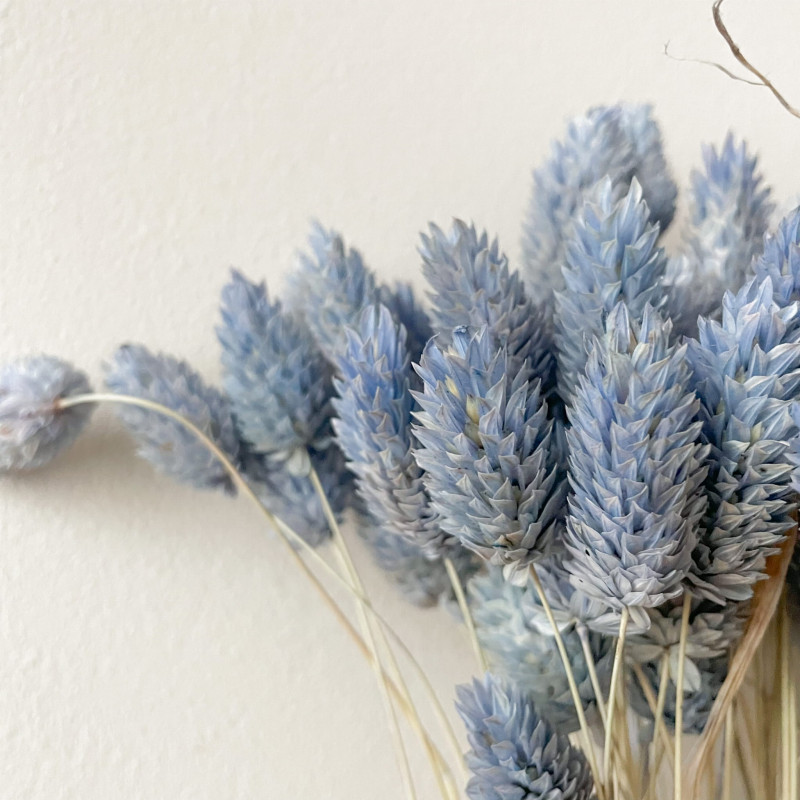 Suszone kwiaty Ozdoba na tort Suszki PHALARIS niebieski denim 25 gałązek