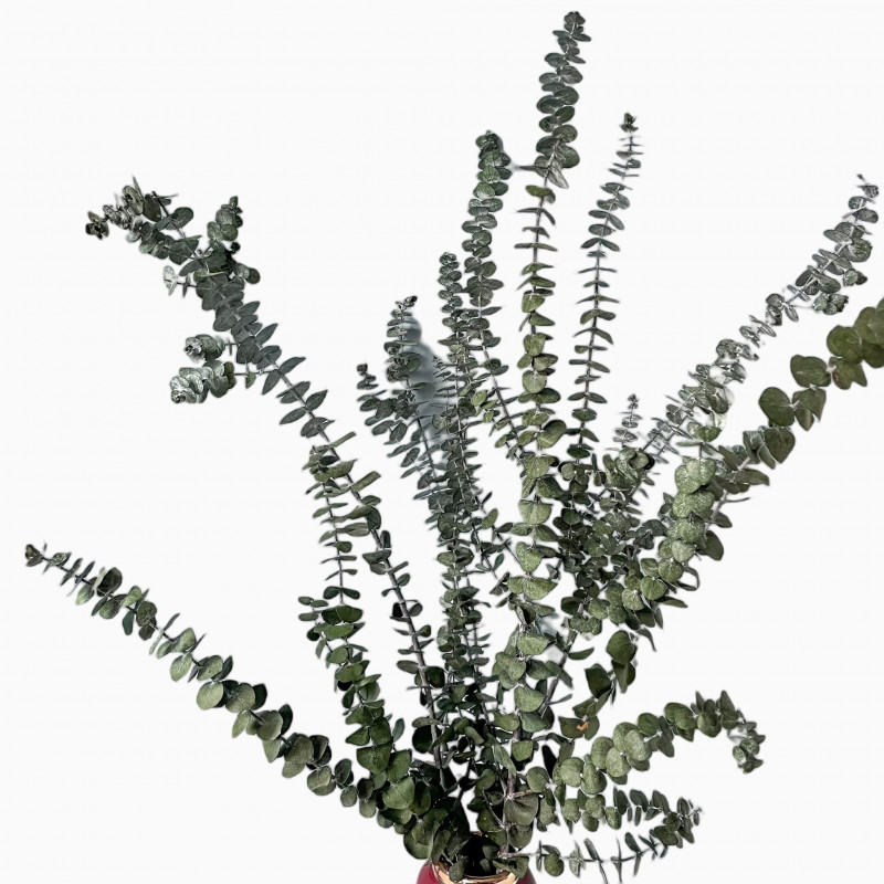 Suszone kwiaty Suszki EUKALIPTUS BABY