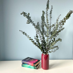 Suszone kwiaty Suszki EUKALIPTUS BABY