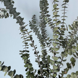 Sušené kvety EUKALYPTUS BABY