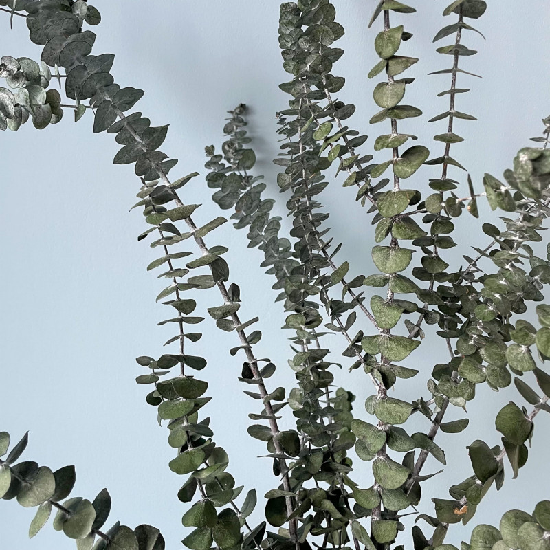 Suszone kwiaty Suszki EUKALIPTUS BABY