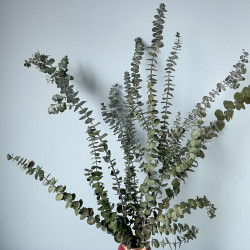 Suszone kwiaty Suszki EUKALIPTUS BABY