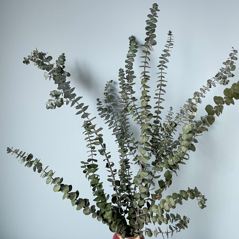 Suszone kwiaty Suszki EUKALIPTUS BABY