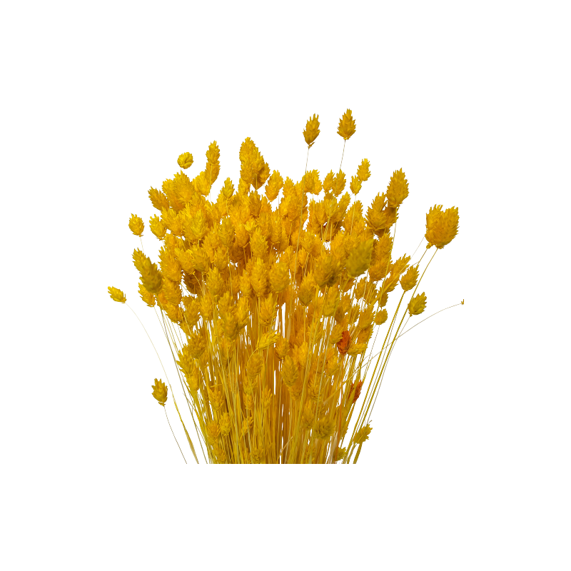 Suszone kwiaty Ozdoba na tort Suszki PHALARIS żółty 25 gałązek