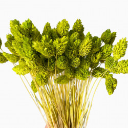 Getrocknete Blumen Kuchendekoration Dosen PHALARIS lime 25 Zweige