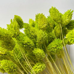 Getrocknete Blumen Kuchendekoration Dosen PHALARIS lime 25 Zweige