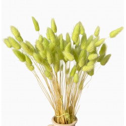 Getrocknete Blumen Kuchendekoration Dosen LAGURUS Pistazie 35 Zweige