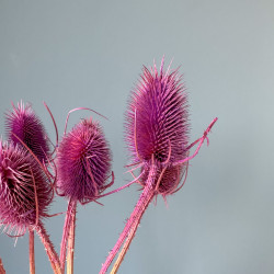 Getrocknete Blumen Tortendekoration Lametta Rote Distel 2 Zweige Getrocknete Blumen Tortendekoration Lametta Rote Distel 2 Zweige