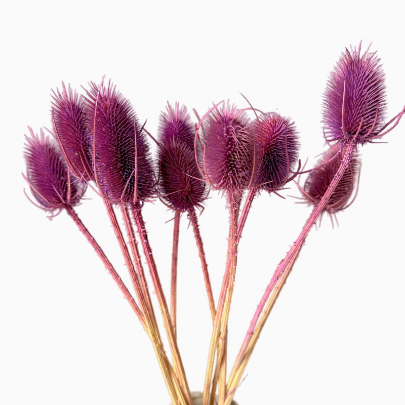 Getrocknete Blumen Tortendekoration Lametta Rote Distel 2 Zweige