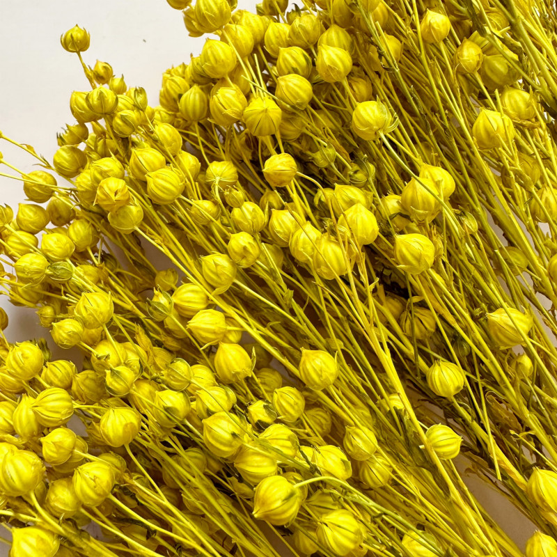 Getrocknete Blumen, Kuchendekoration, getrockneter gelber Leinsamen, 10 Zweige