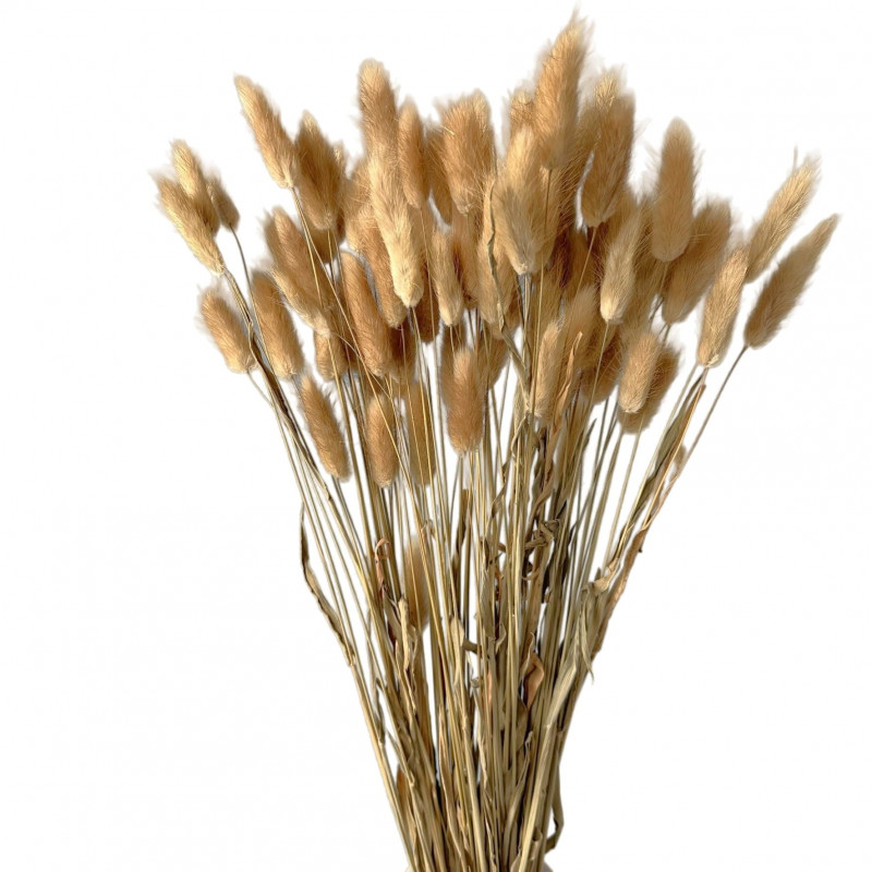 Suszone kwiaty Ozdoba na tort Suszki Lagurus naturalny 20 gałązek