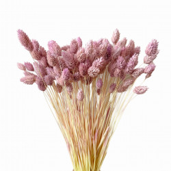 Getrocknete Blumen Kuchendekoration Dosen PHALARIS lime 25 Getrocknete Blumen Kuchendekoration Dosen PHALARIS lime 25