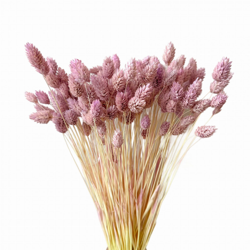 Suszone kwiaty Ozdoba na tort Suszki PHALARIS liliowy 25 gałązek
